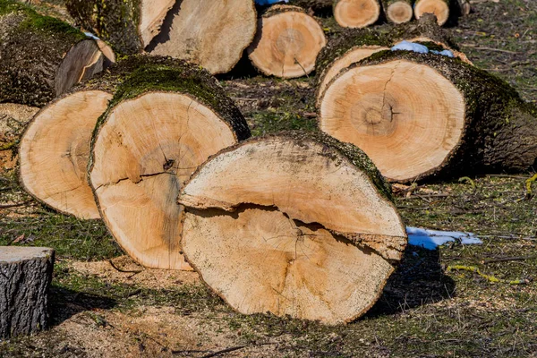 Logs for firewood — Stock Photo, Image