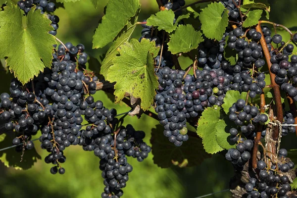 Winogrona w winnicy — Zdjęcie stockowe