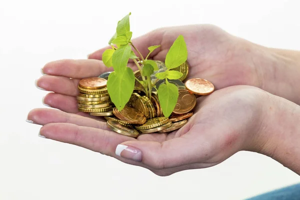 Peníze a rostlin. symbol fotografie uložení — Stock fotografie
