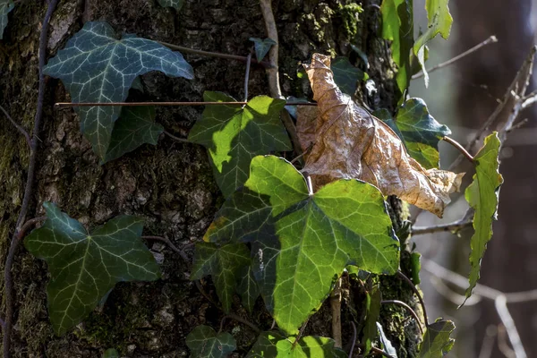 Hoja vieja y nueva — Foto de Stock