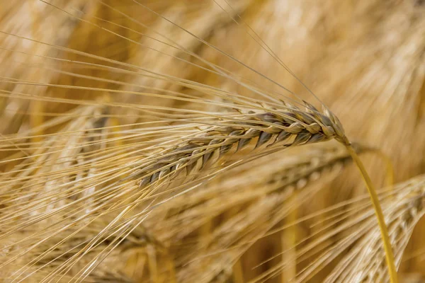 Barley field before harvest — Stock Photo, Image