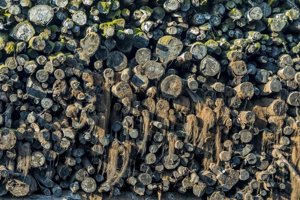 Age stack with moss and firewood — Stock Photo, Image