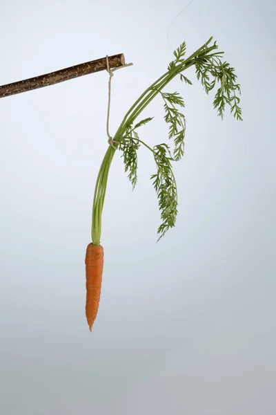 Fresh carrots on floor — Stock Photo, Image