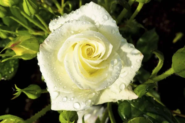 Rosa branca em uma roseira — Fotografia de Stock