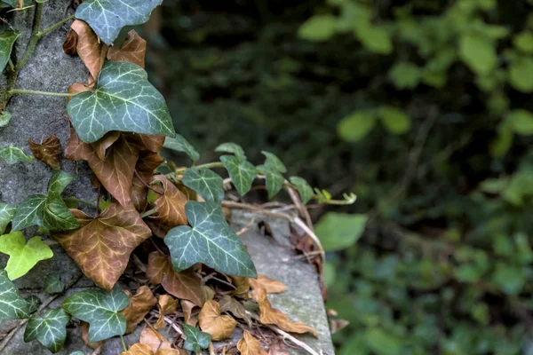 Young and old ivy — Stock Photo, Image