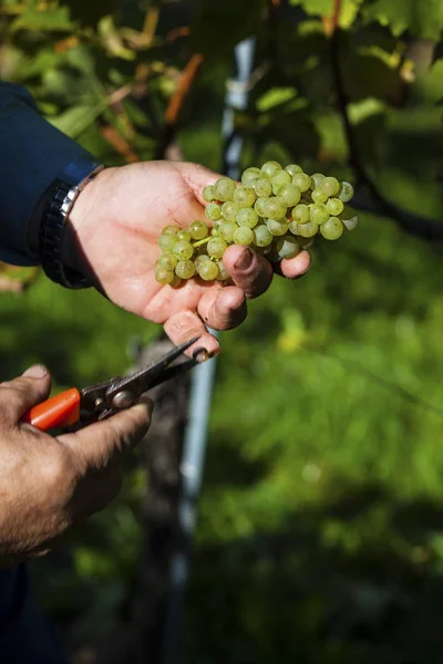 Weinlese im Weinberg — Stockfoto