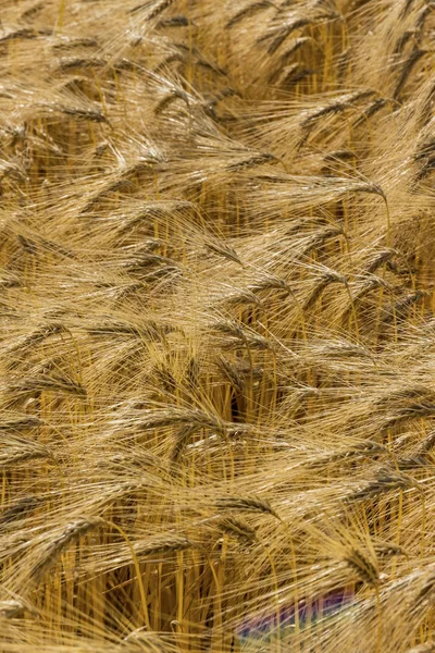 Campo de cebada antes de la cosecha —  Fotos de Stock