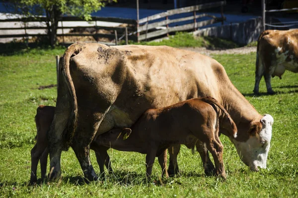 Yaz mera üzerinde ineklerin süt — Stok fotoğraf