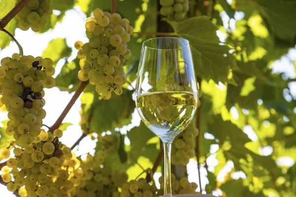 Бокал вина в винограднике — стоковое фото