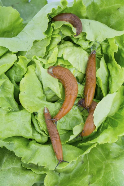 Schraube mit Salat — Stockfoto