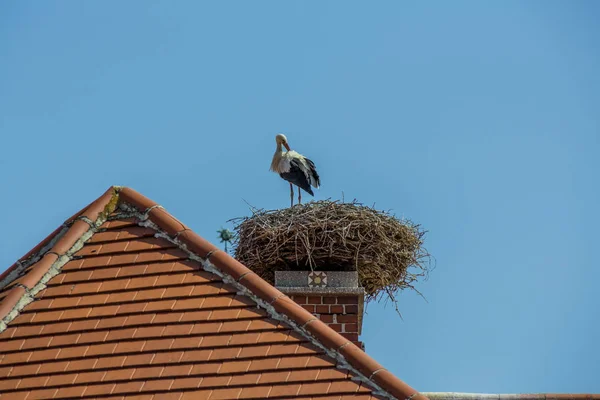 オーストリア、錆。コウノトリの巣 — ストック写真