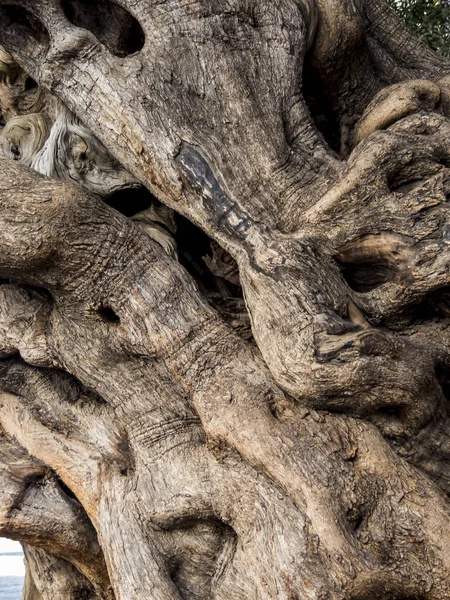 Trunk of an old olive tree — Stock Photo, Image