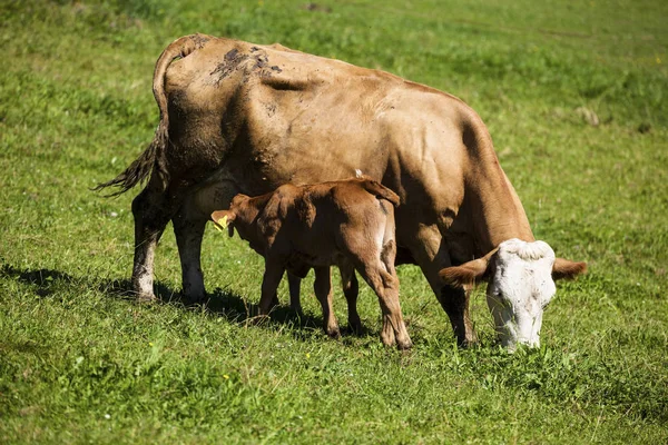 Dairy cows on the summer pasture — Stock Photo, Image