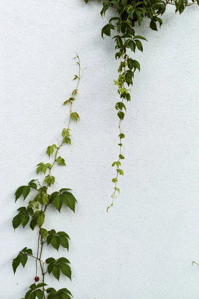 Plant groeit naar boven — Stockfoto