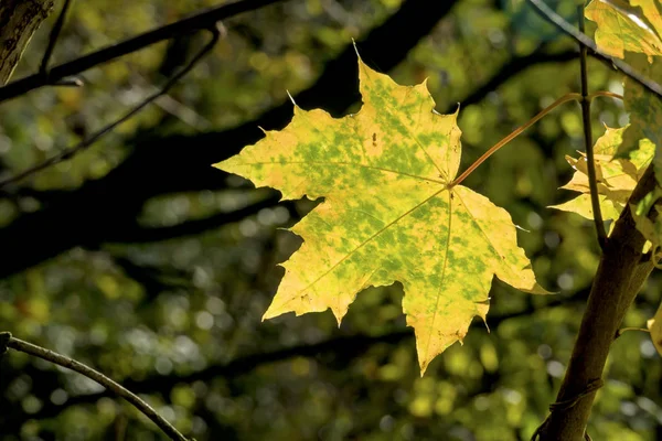 Liść jesienią — Zdjęcie stockowe