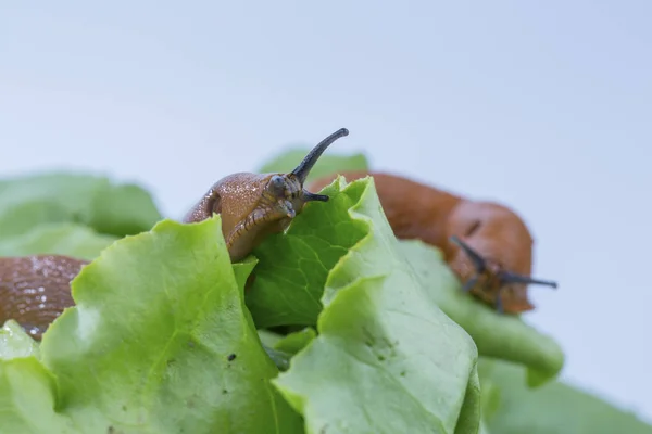 Schnecke mit Salatblatt — Stockfoto