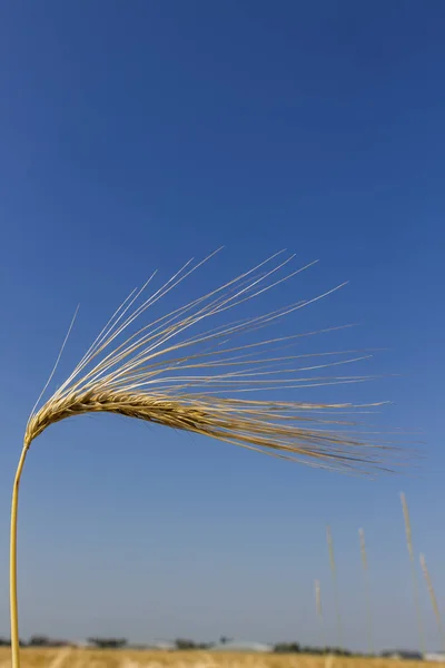 Barley field before the harvest — Stock Photo, Image