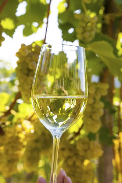 Wineglass in the vineyard — Stock Photo, Image