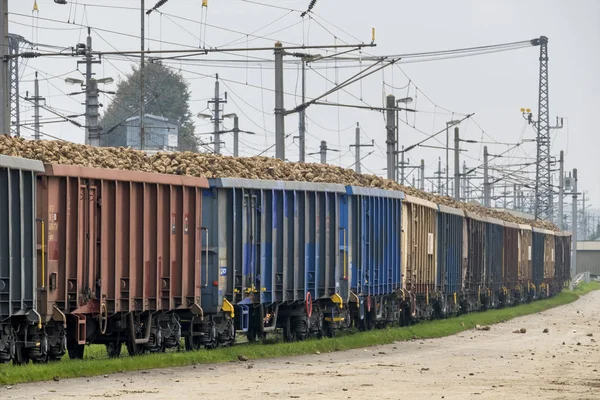 Сахарная свекла и грузовые поезда — стоковое фото