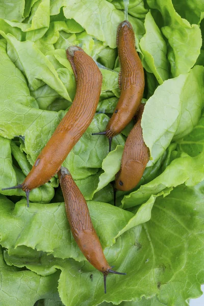 Ślimak z liść sałaty — Zdjęcie stockowe