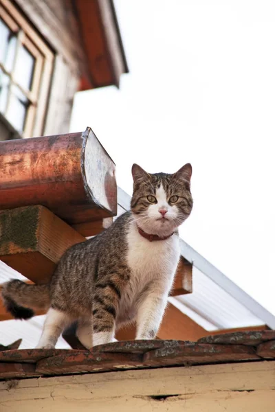 Gato senta-se esperando em um telhado da casa — Fotografia de Stock