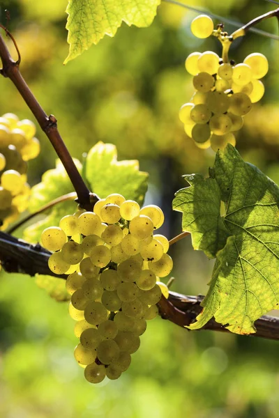 Uvas en el viñedo —  Fotos de Stock