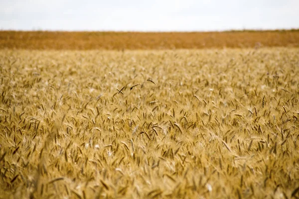 Campo de grãos no verão — Fotografia de Stock