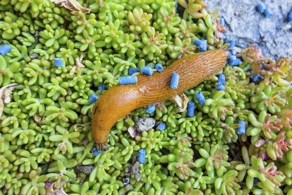 Ślimak z slug pelet — Zdjęcie stockowe