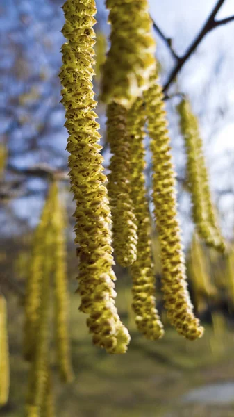 Las flores del avellano en primavera. alergia — Foto de Stock