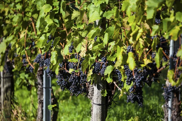 Weinlese im Weinberg — Stockfoto