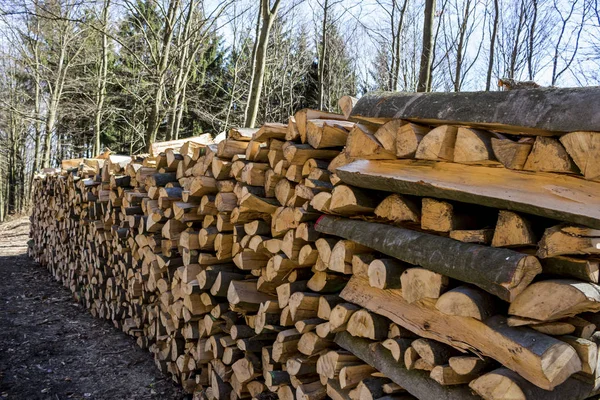 Cut tree trunks — Stock Photo, Image