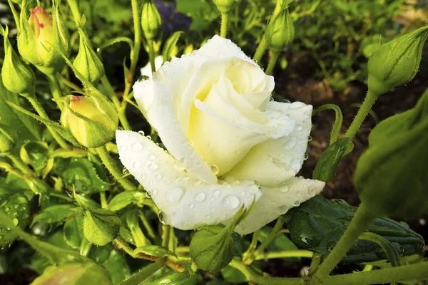 Rosa branca em um arbusto de rosa — Fotografia de Stock