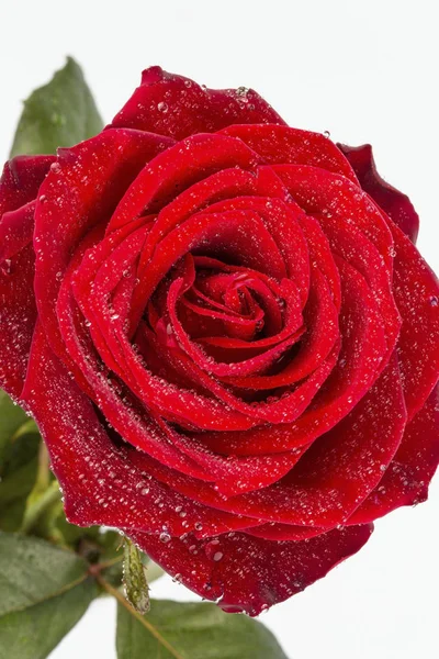 Red rose. sign of love — Stock Photo, Image