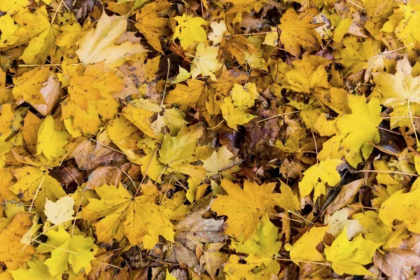 Feuilles jaunes à l'automne — Photo