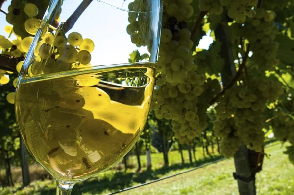 Weinglas im Weinberg — Stockfoto