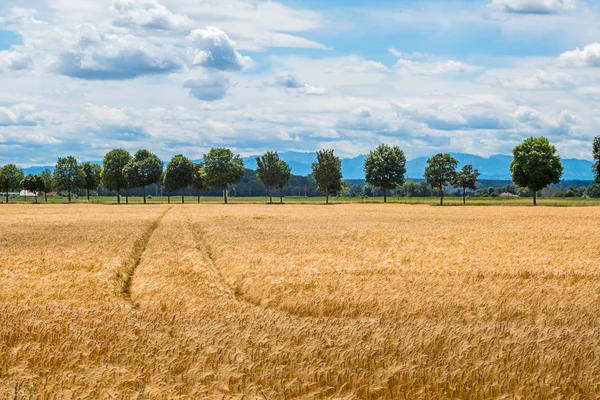 Ein Gerstenfeld in der Landwirtschaft — Stockfoto