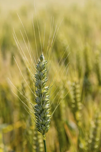 Korn fältet före skörden — Stockfoto