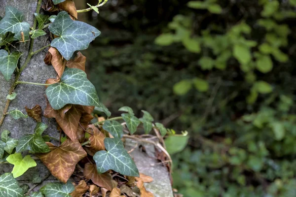 Young and old ivy — Stock Photo, Image