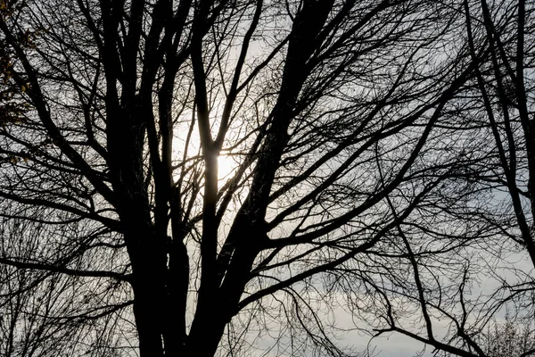 Strom ve večerním slunci — Stock fotografie