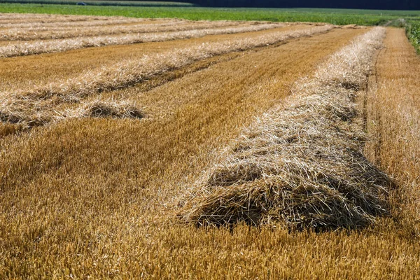 Campo de cereais com trigo — Fotografia de Stock