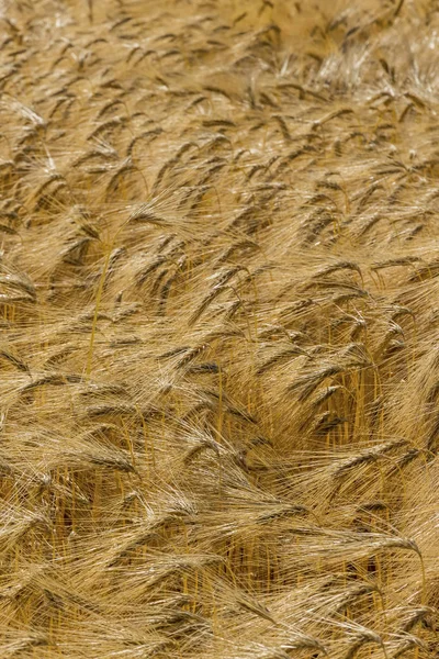 Campo de cebada antes de la cosecha —  Fotos de Stock