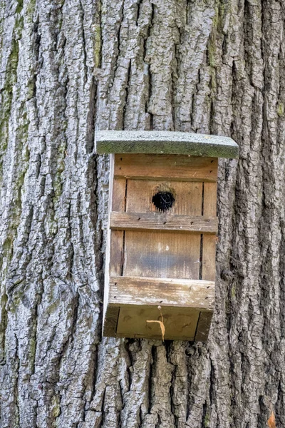 Skrzynka na gniazdo na drzewie — Zdjęcie stockowe