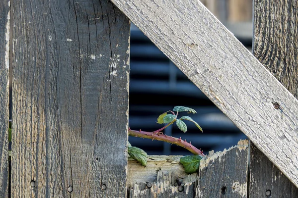 Sapling and old wooden fence — Stock Photo, Image