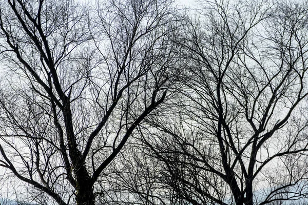 Treetops φθινόπωρο — Φωτογραφία Αρχείου