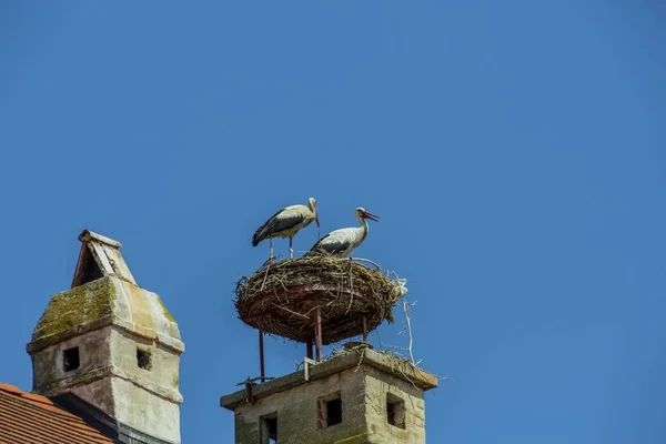 Áustria, ferrugem. ninho de uma cegonha — Fotografia de Stock