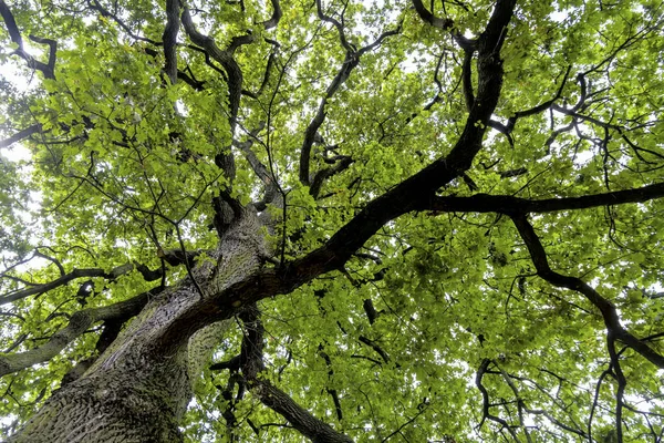 Deciduous tree and treetop — Stock Photo, Image