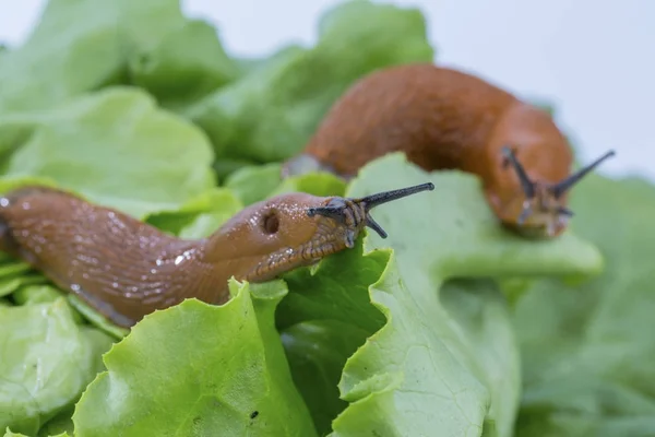 Schnecke mit Salatblatt — Stockfoto