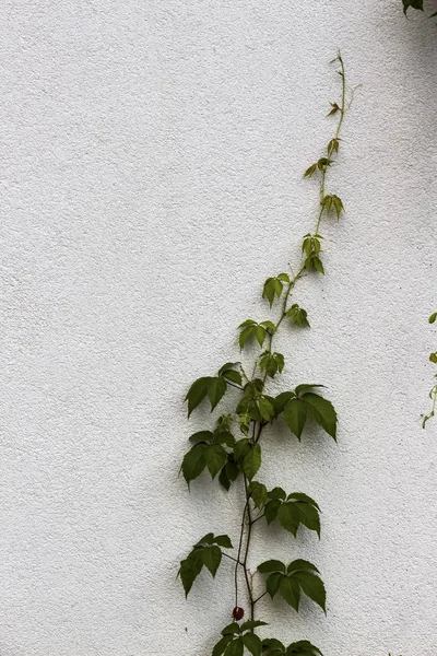 Plant groeit naar boven — Stockfoto