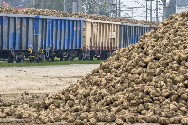 Zuckerrüben und Güterzug — Stockfoto