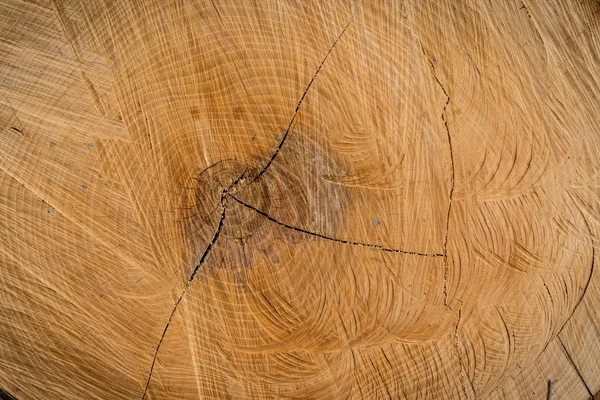 Anelli annuali su un tronco d'albero — Foto Stock